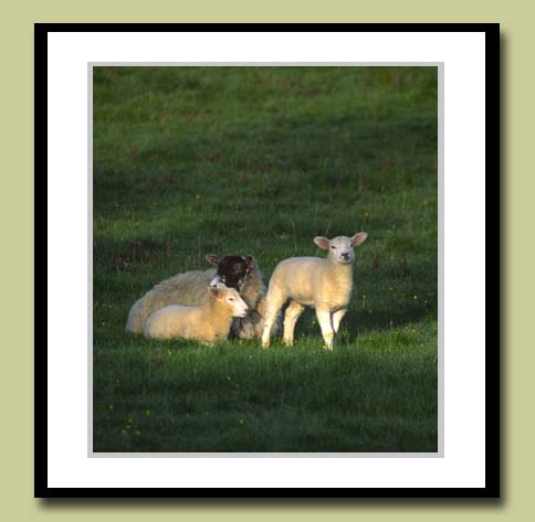 Sheep at Dawn