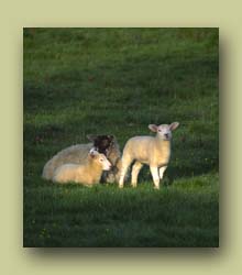 Sheep at Dawn